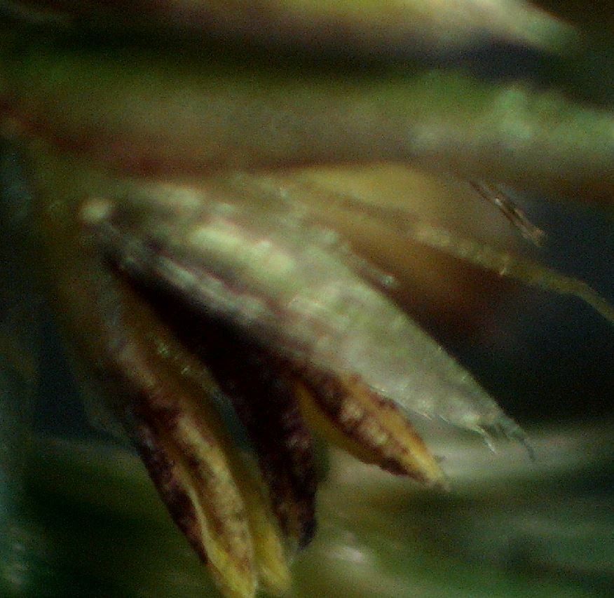 Agrostis × dimorpholemma fruit