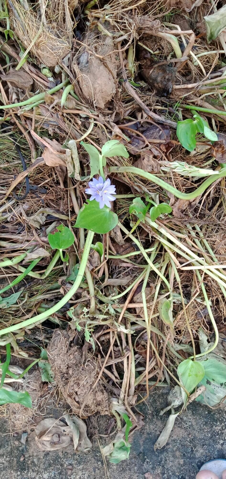 Pontederia hastata habit