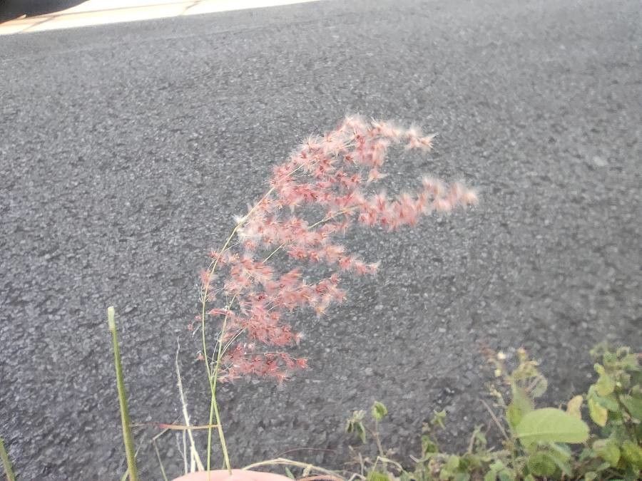 Melinis repens fruit