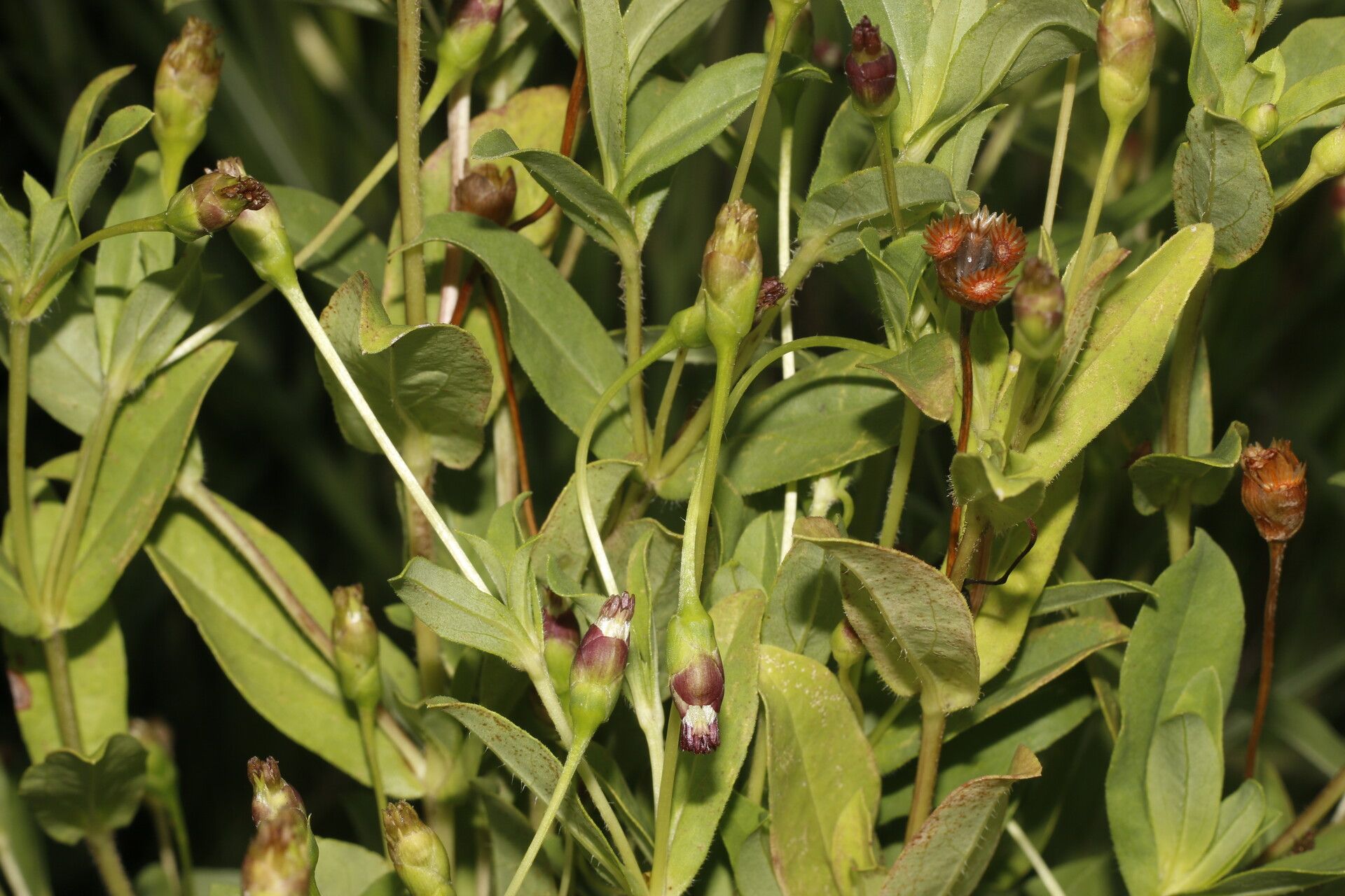 Espejoa mexicana fruit