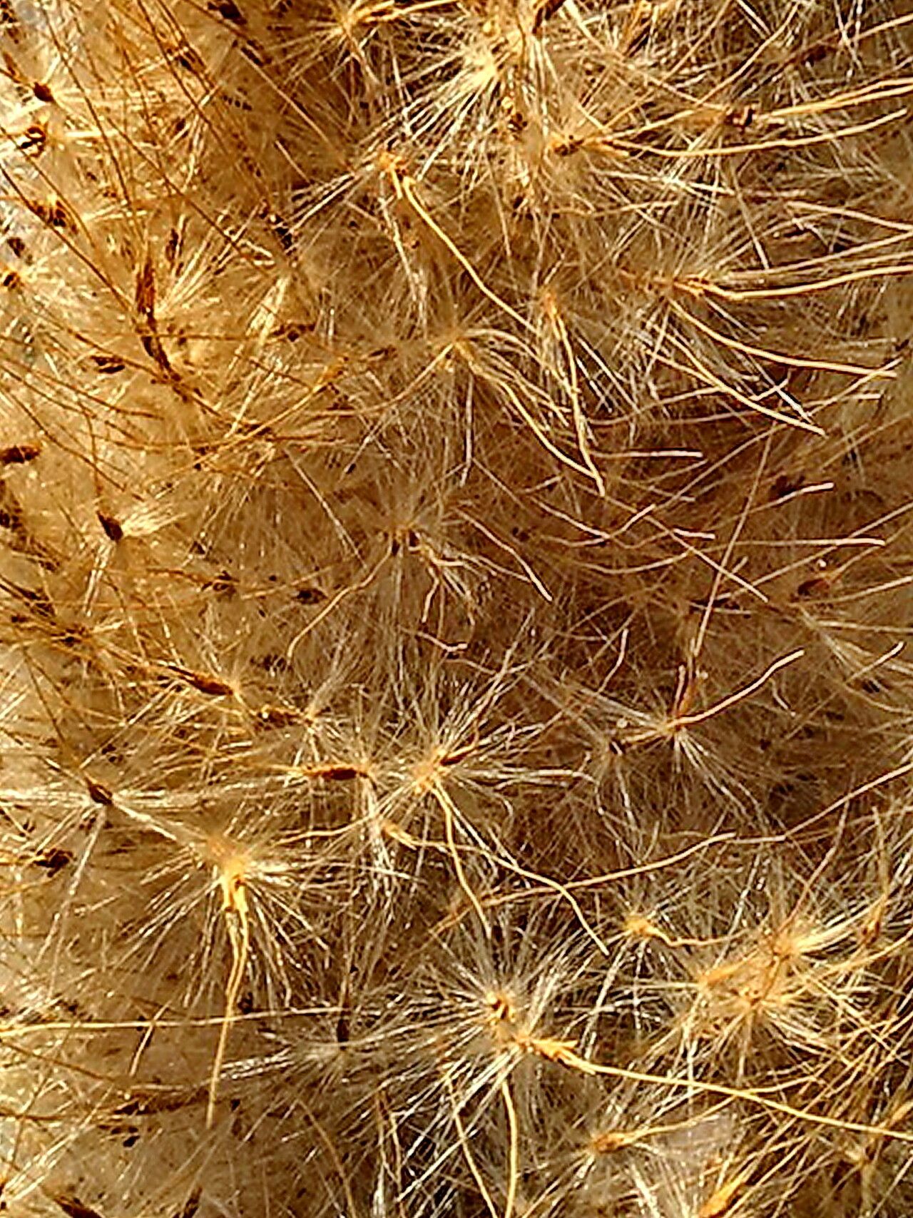 Erianthus giganteus fruit