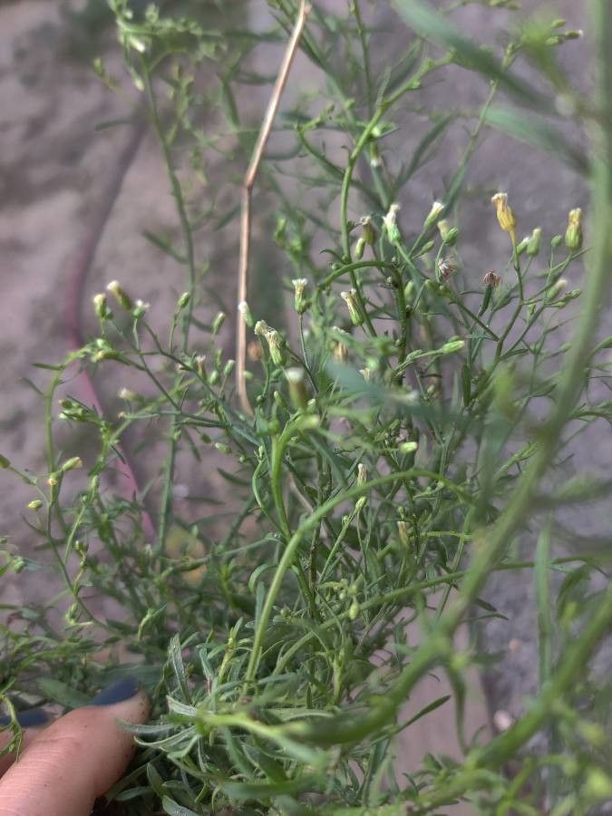 Erigeron divaricatus flower
