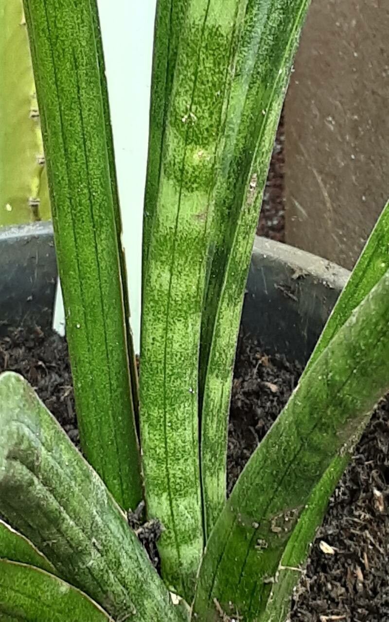 Sansevieria roxburghiana leaf