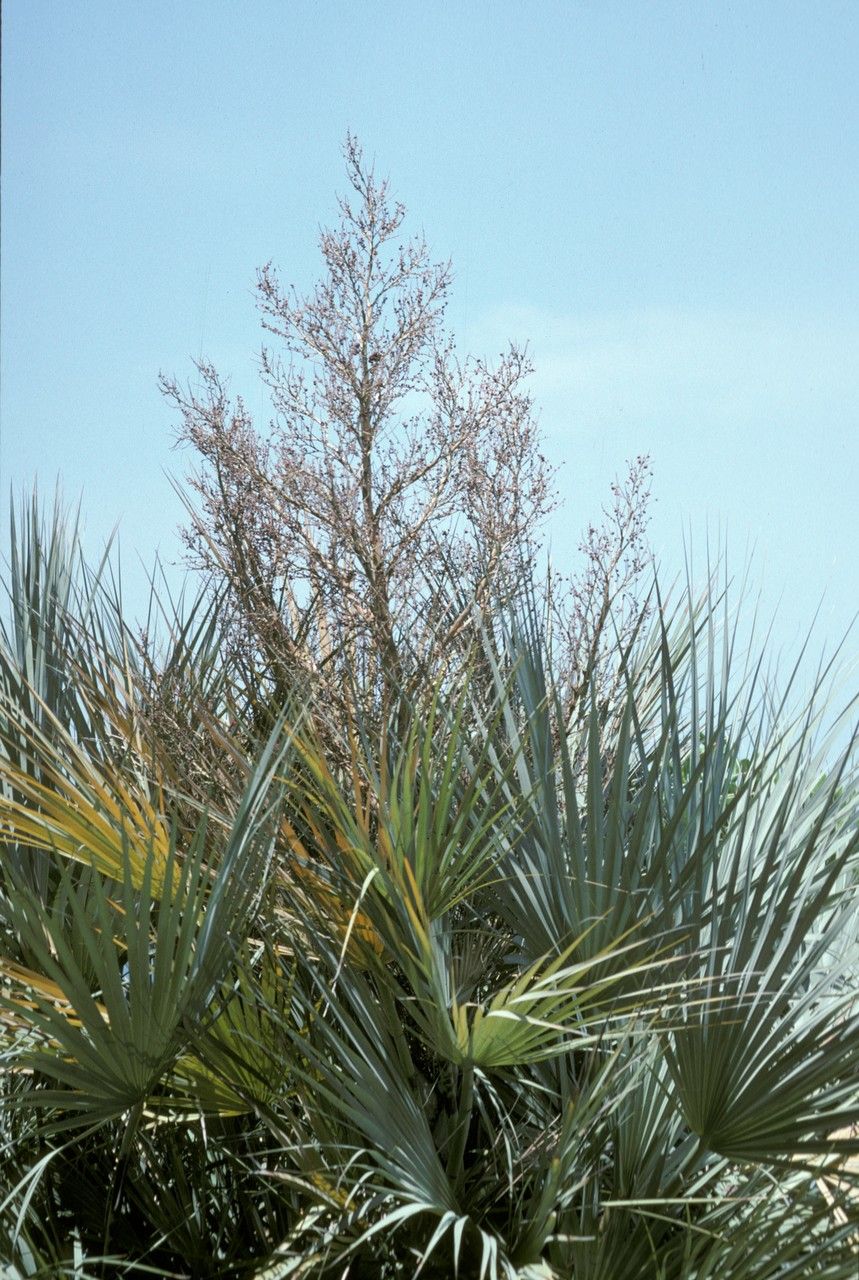 Nannorrhops ritchiana flower
