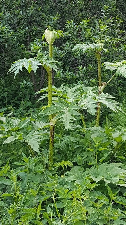 Heracleum mantegazzianum x Heracleum sphondylium leaf