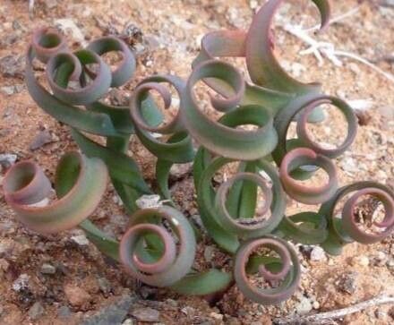 Albuca concordiana — houseplant care guide