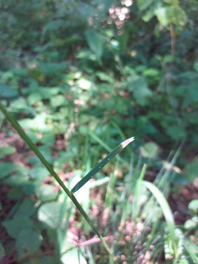 Milium effusum — search result for 'Poaceae'