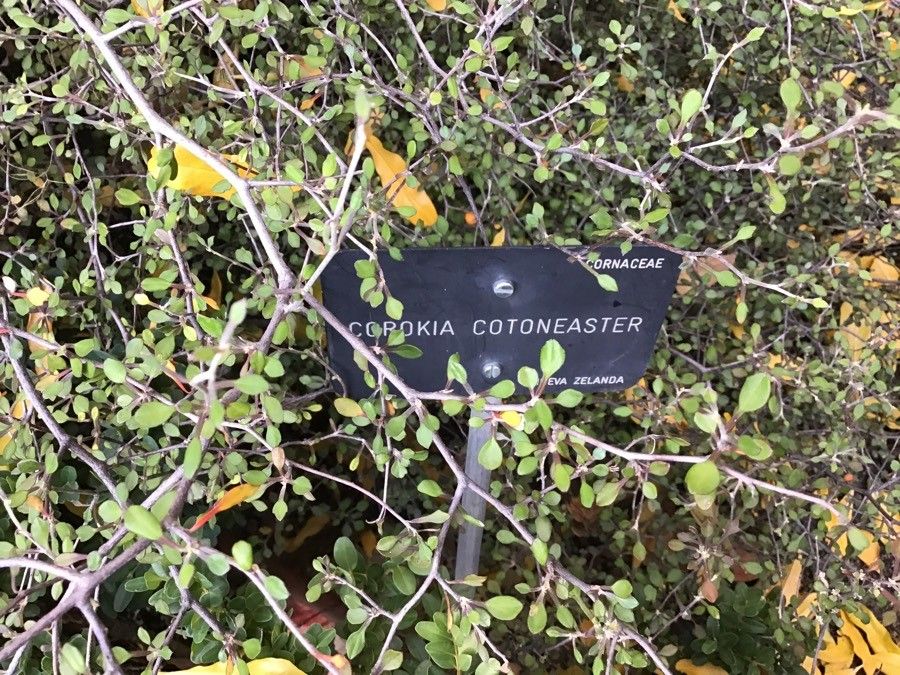 Corokia cotoneaster leaf