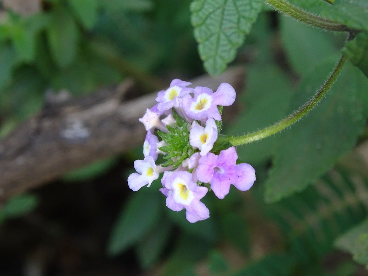 Lantana trifolia flower