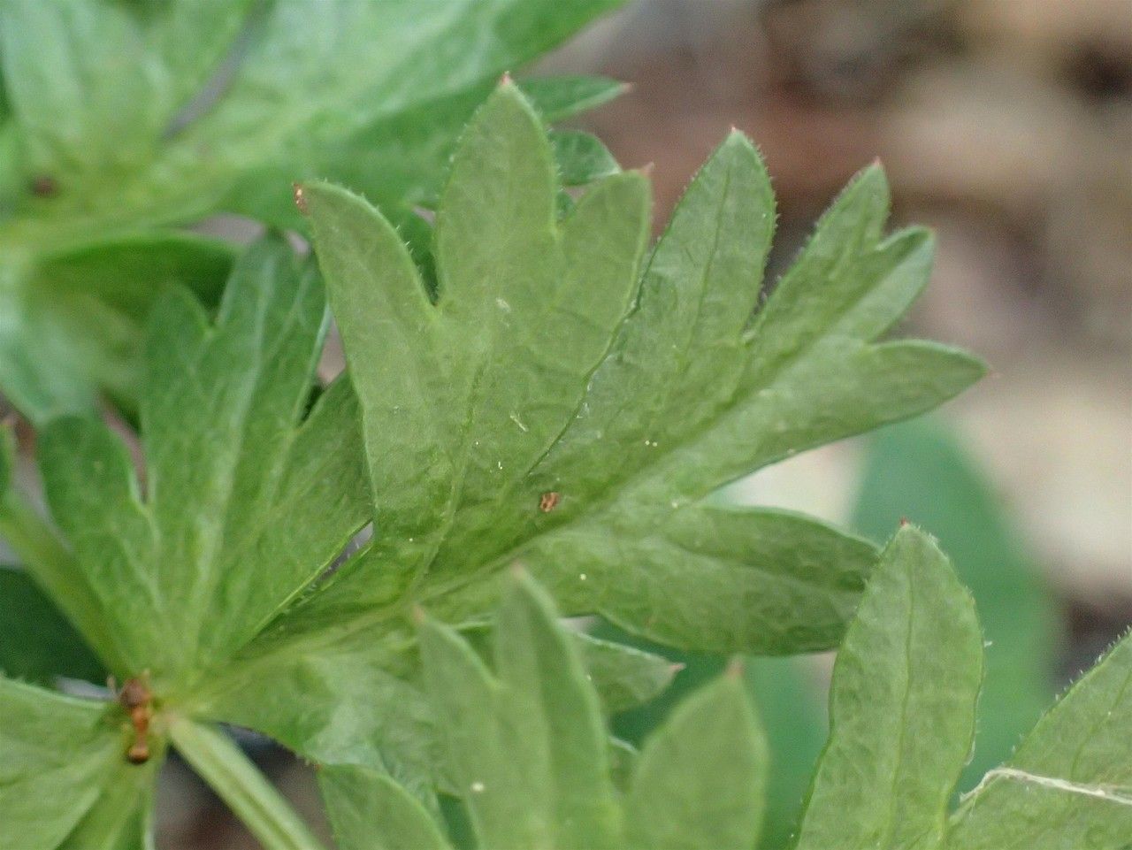 Seseli libanotis leaf