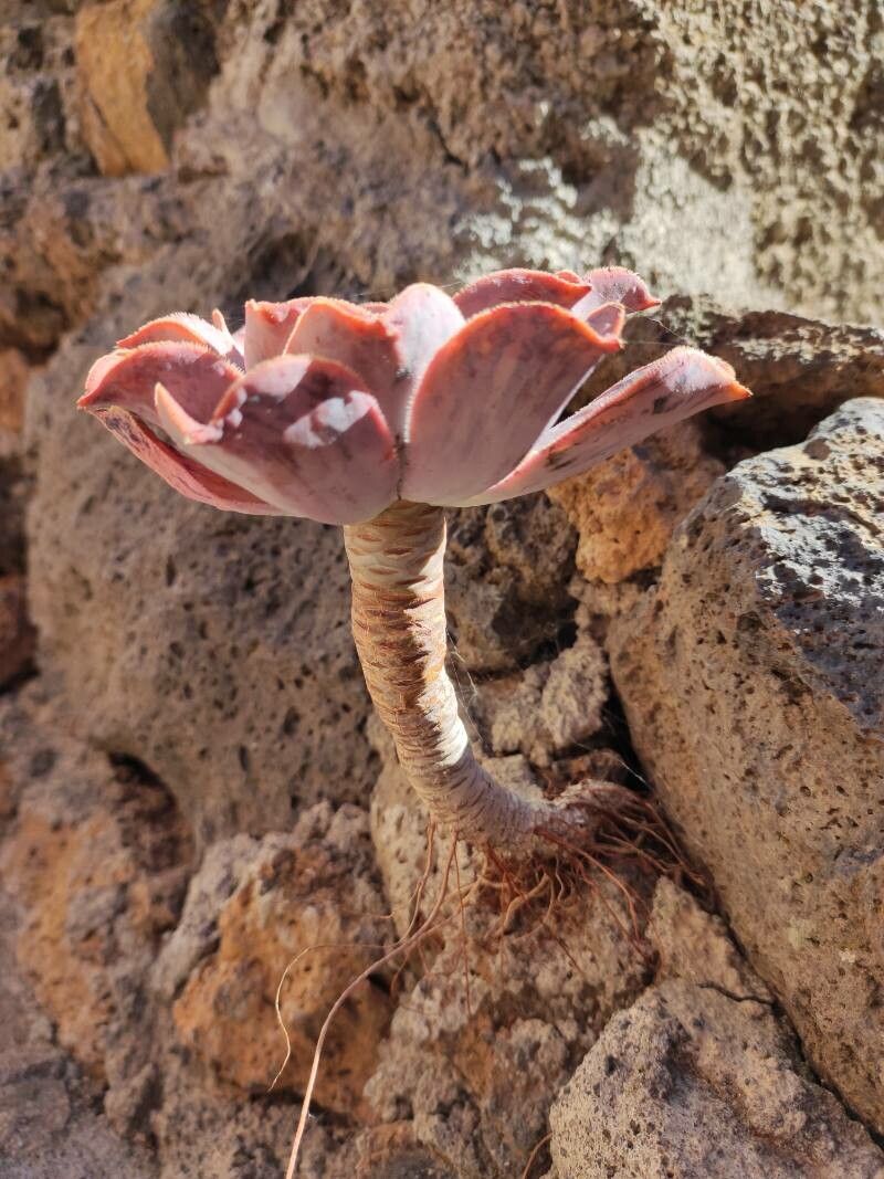 Aeonium valverdense habit