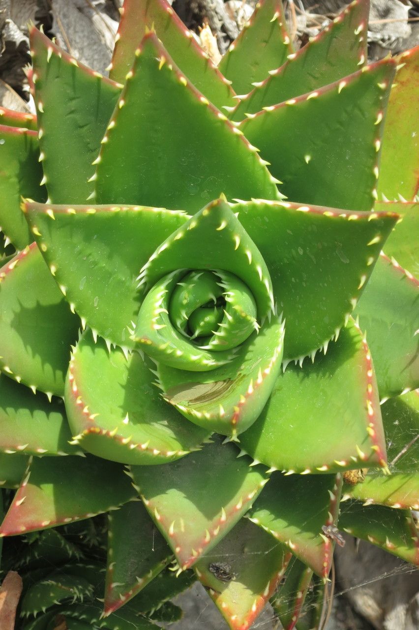 Aloe mitriformis other