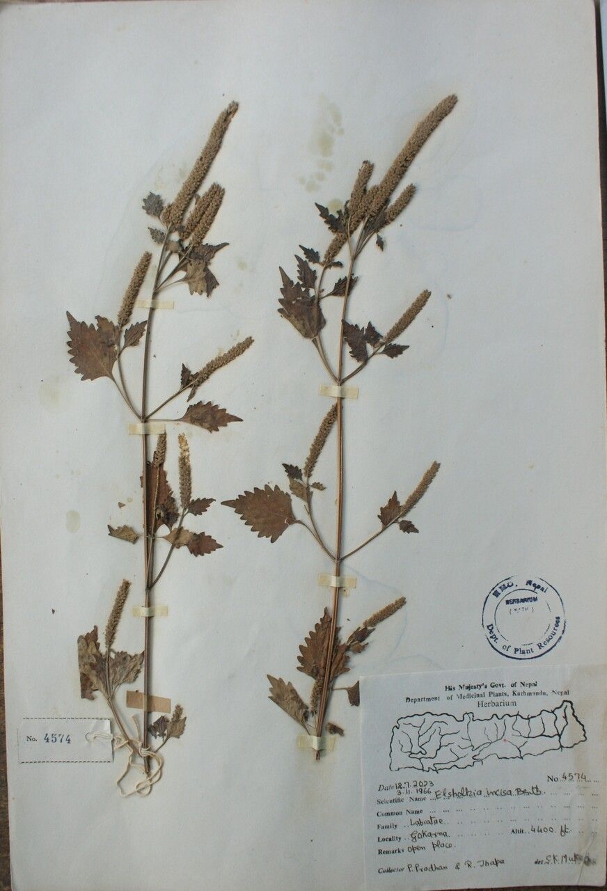 Elsholtzia stachyodes other