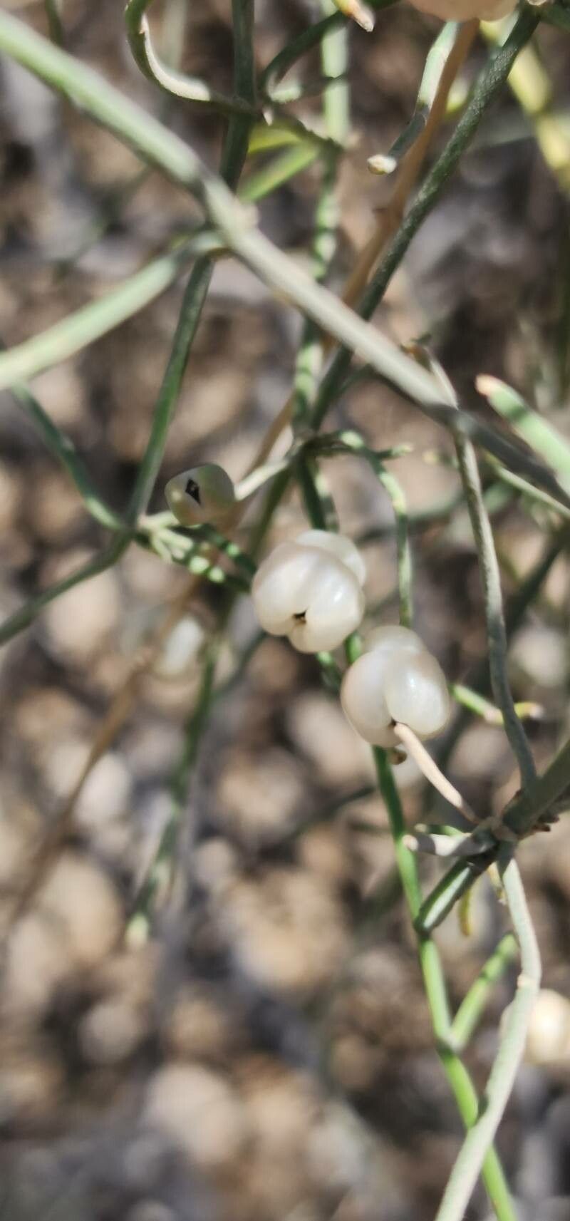 Ephedra ciliata fruit