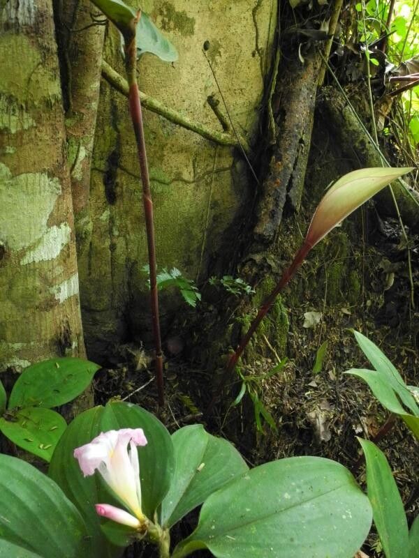 Costus ligularis — houseplant care guide