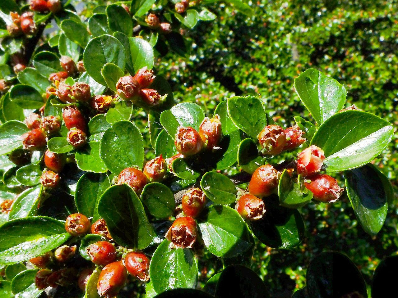 Cotoneaster hjelmqvistii flower