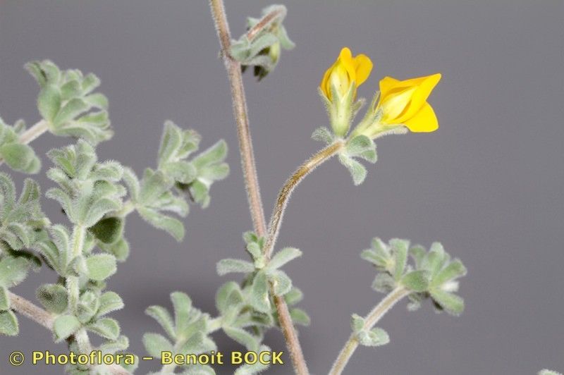 Lotus kunkelii other