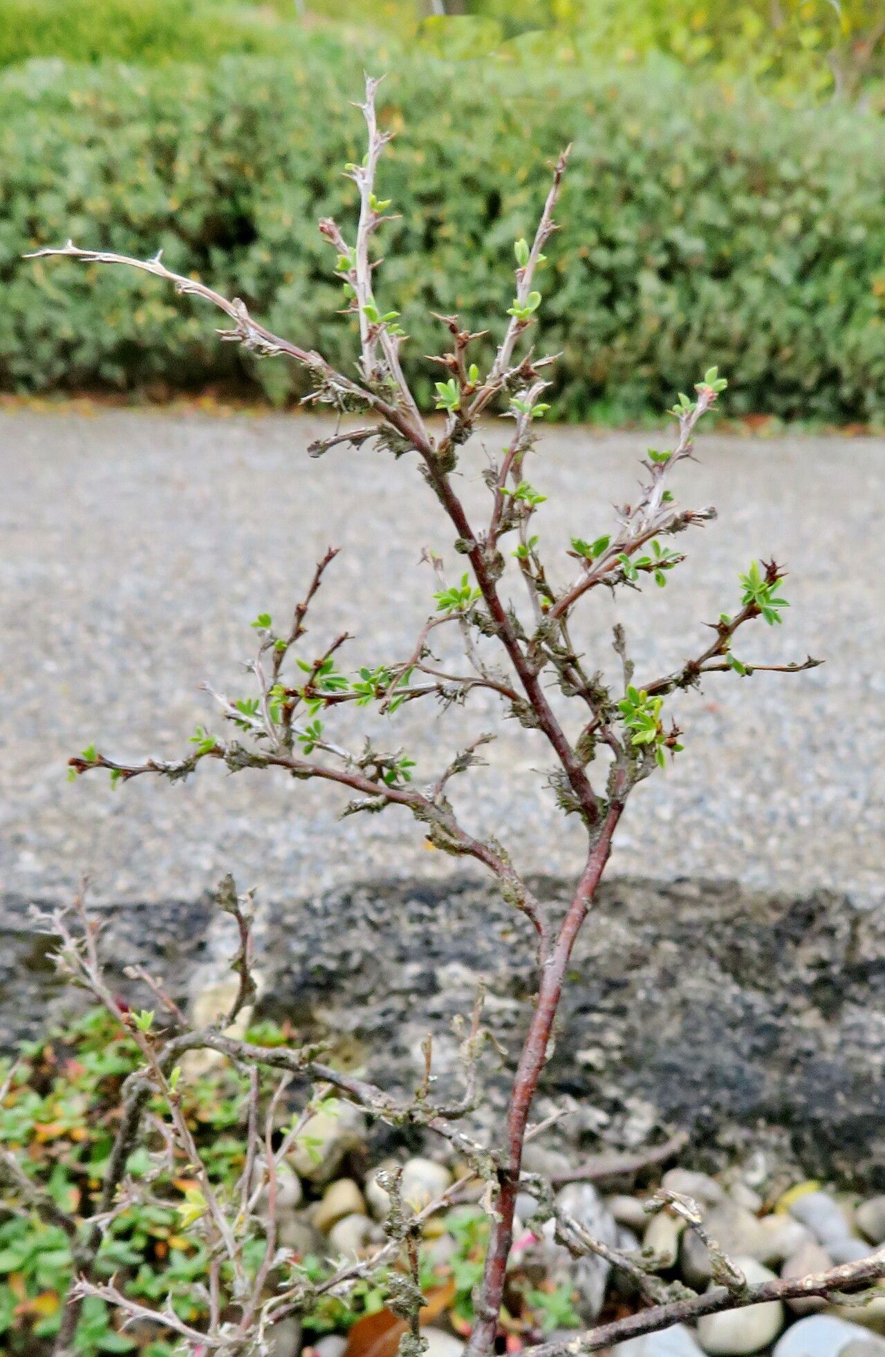 Caragana grandiflora habit