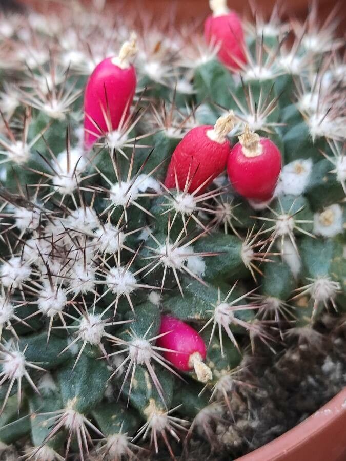 Mammillaria voburnensis fruit