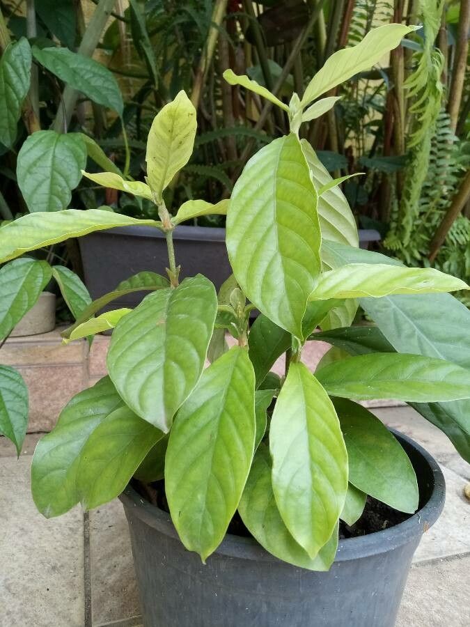Psychotria viridis — search result for 'Psychotria'