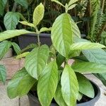Psychotria viridis