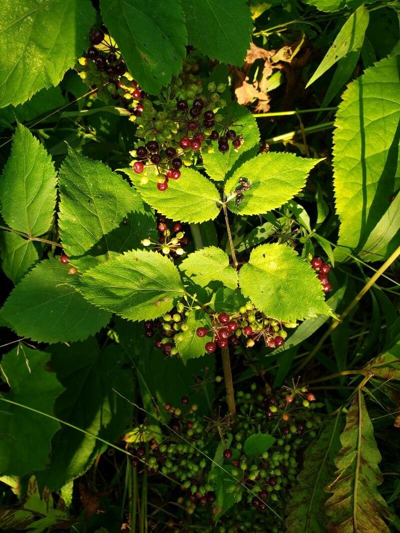 Aralia racemosa fruit