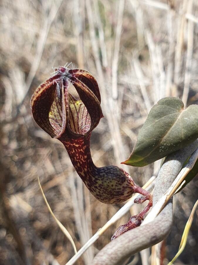 Ceropegia aristolochioides flower