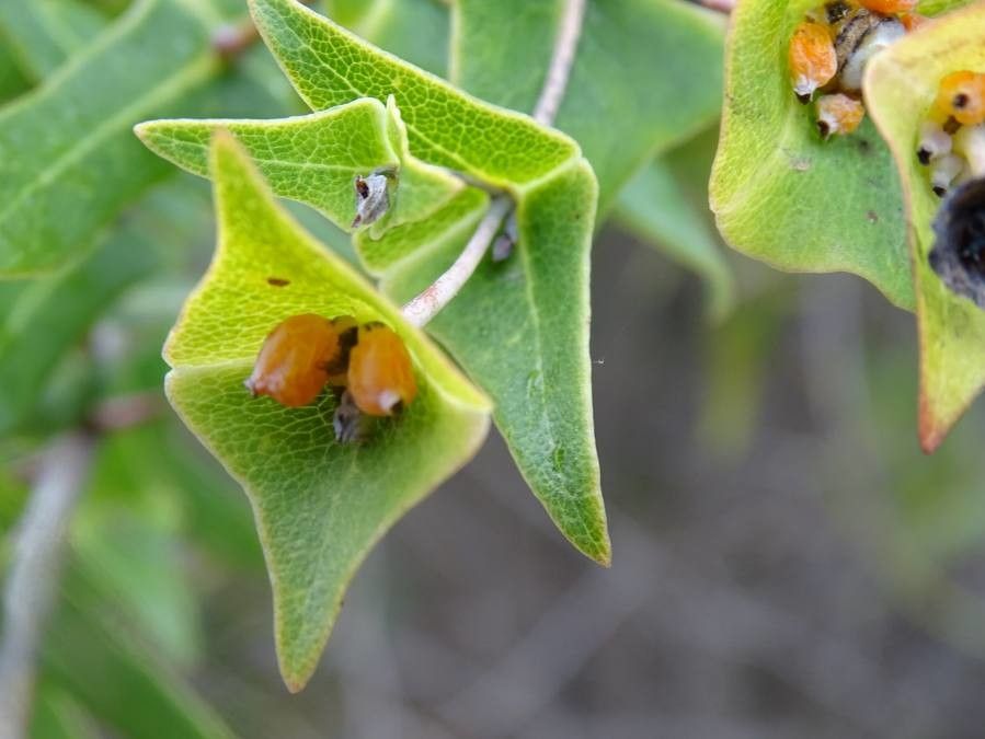 Lonicera implexa fruit