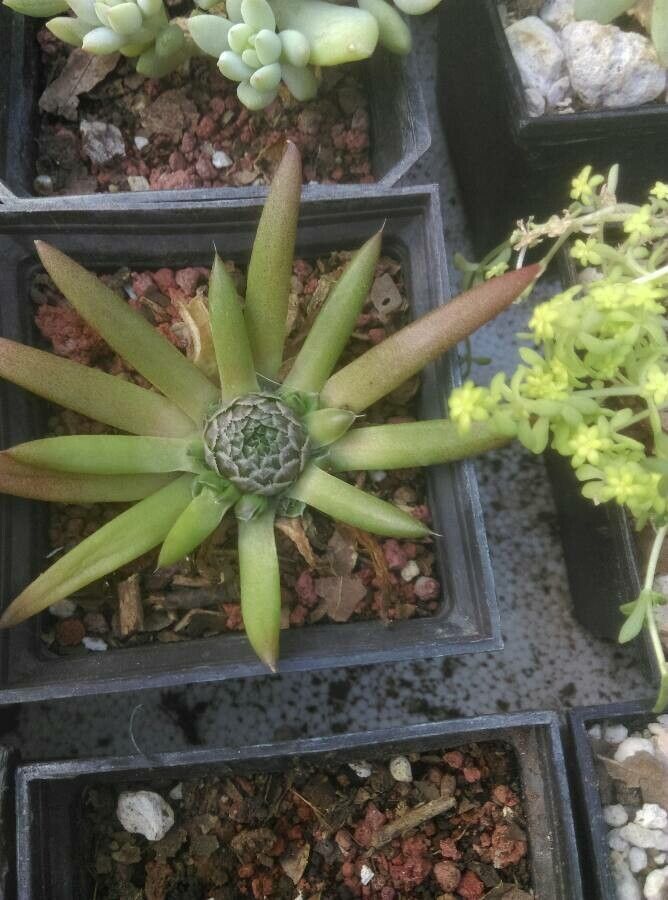 Orostachys japonica habit