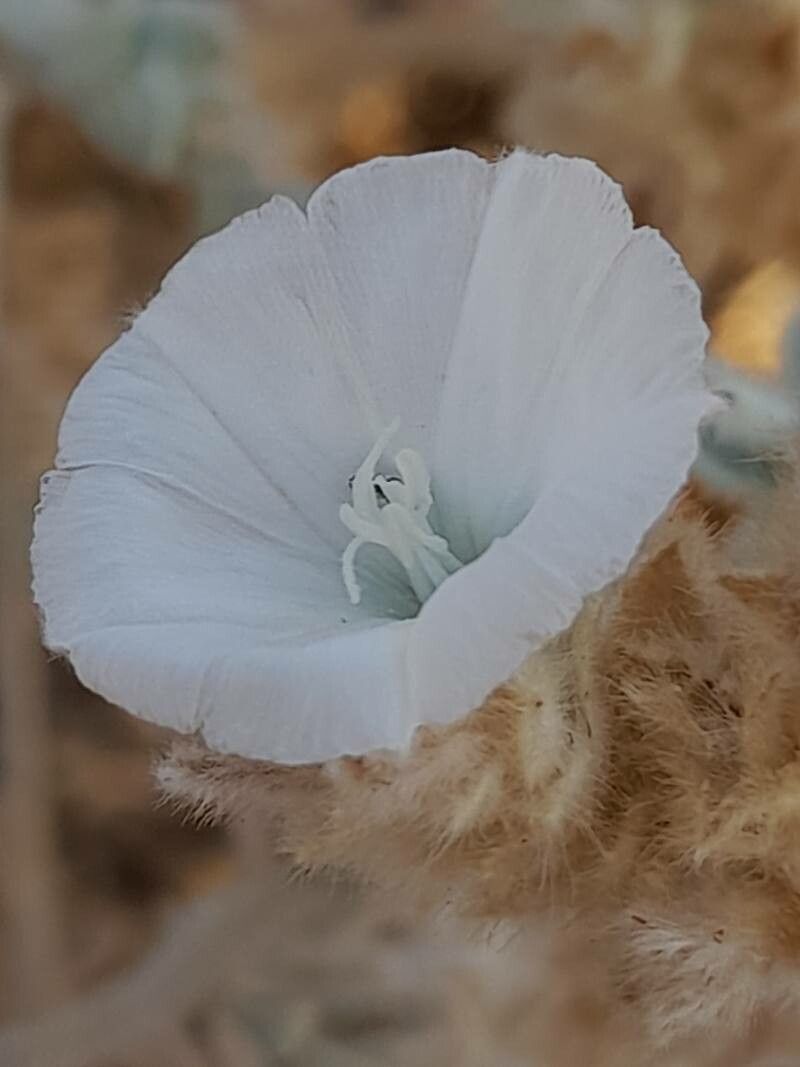 Convolvulus prostratus flower