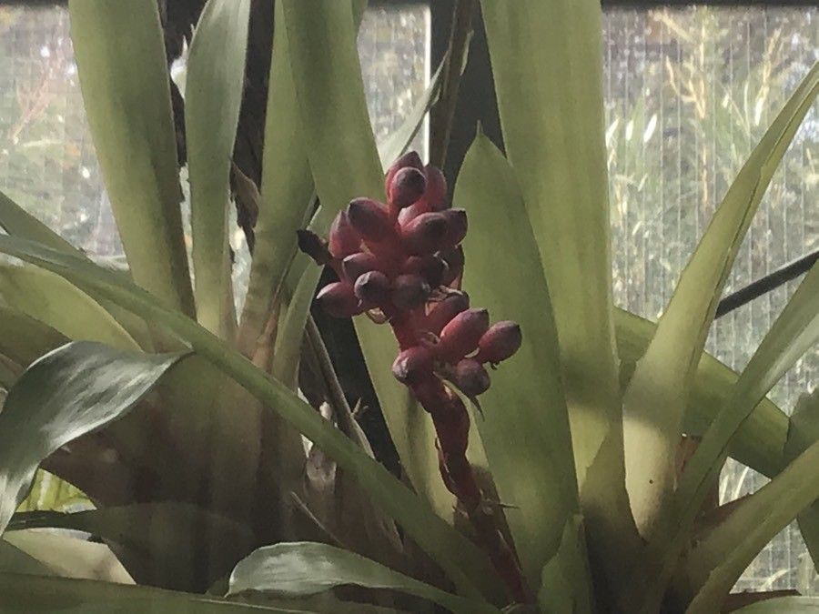 Aechmea weilbachii flower
