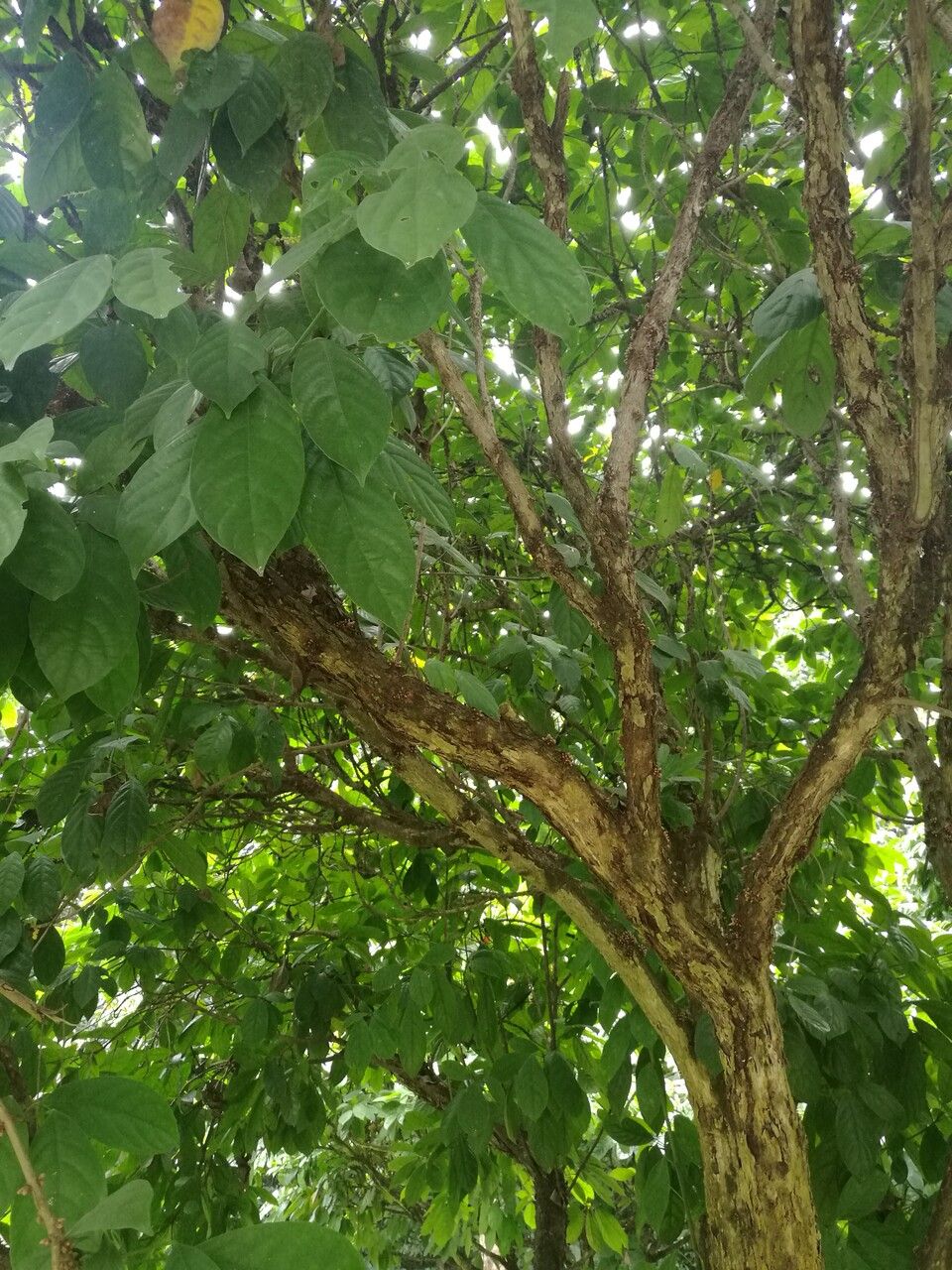 Baccaurea ramiflora bark