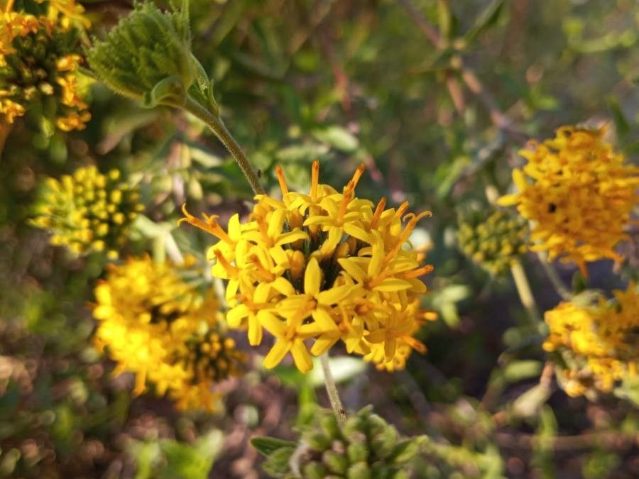 Quinchamalium chilense flower