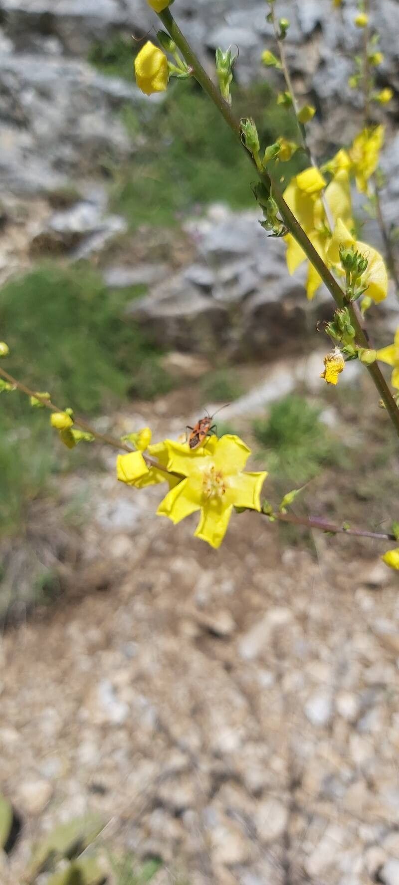 Verbascum nobile flower