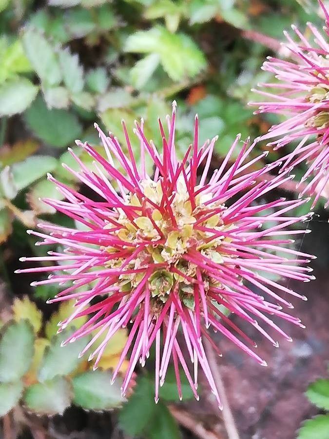 Acaena microphylla flower
