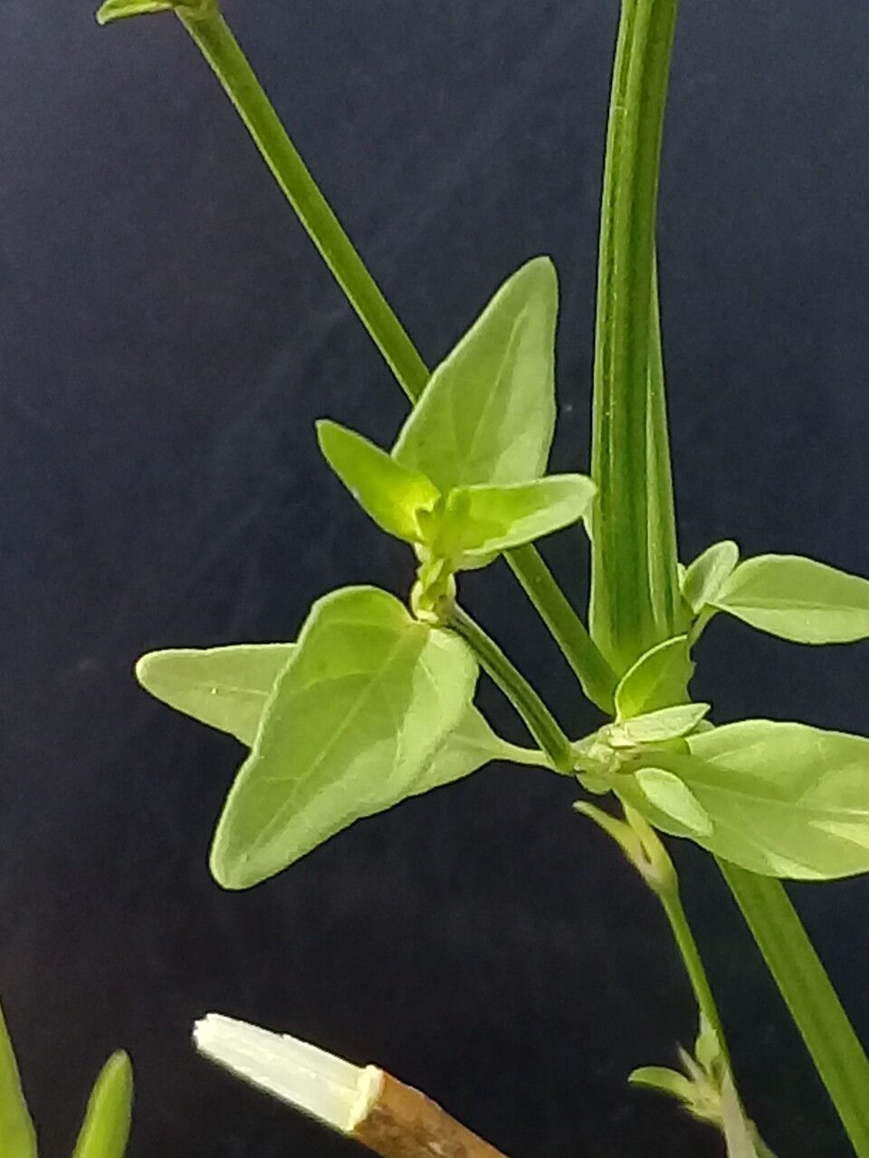 Dicliptera squarrosa — houseplant care guide