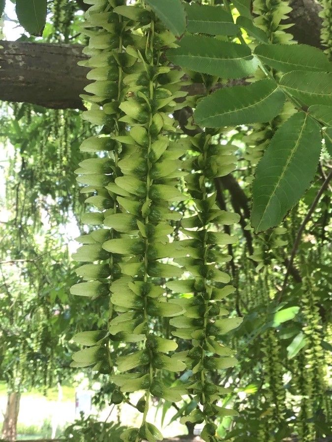 Pterocarya pterocarpa fruit