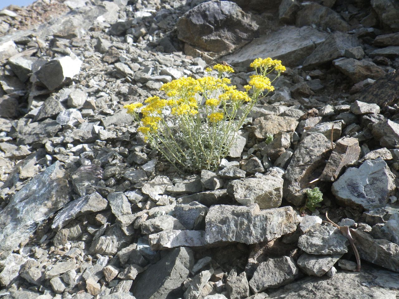Alyssum troodi habit