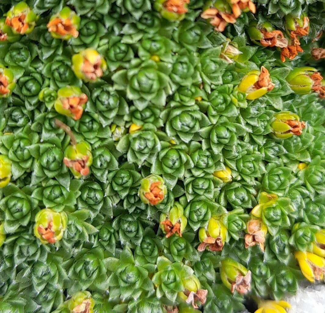 Androsace tanggulashanensis — houseplant care guide