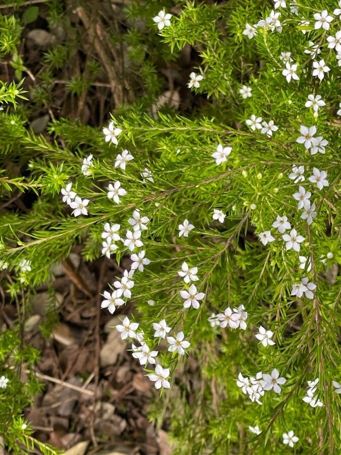 Diosma hirsuta flower