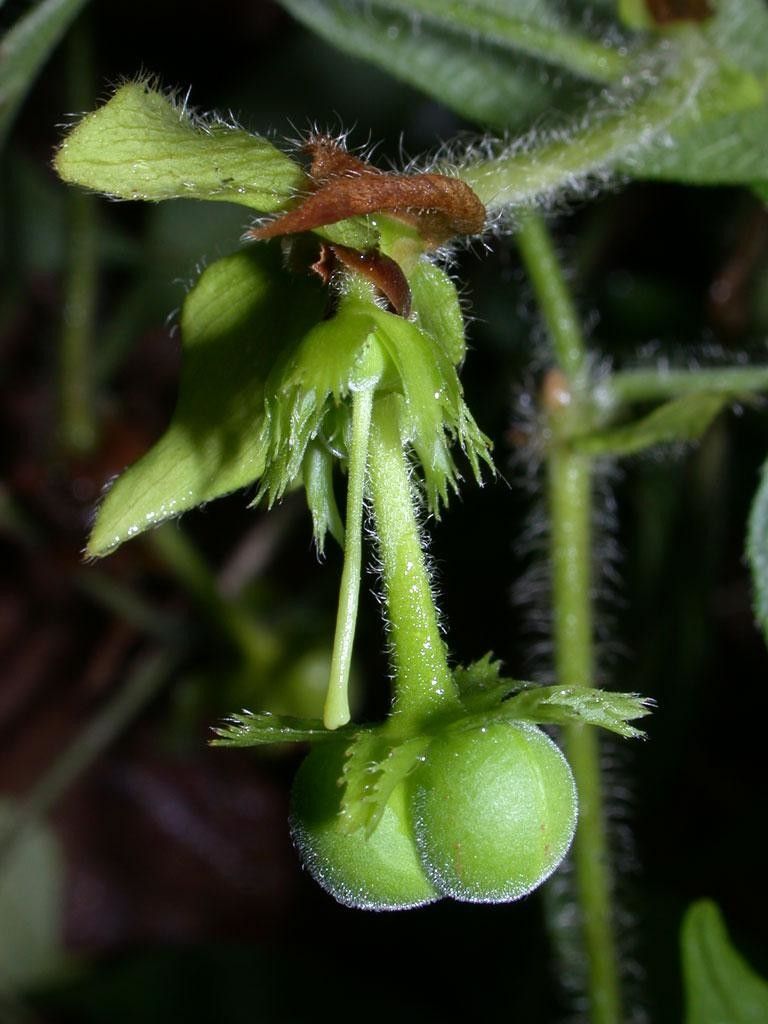 Dalechampia websteri fruit