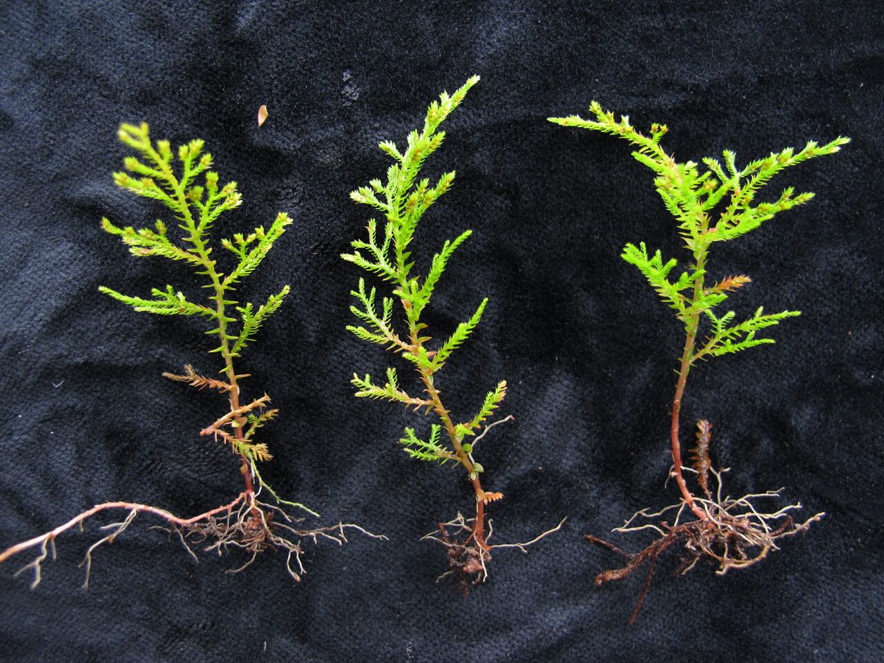 Selaginella chrysocaulos — houseplant care guide