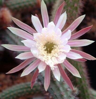 Acanthocereus oaxacensis