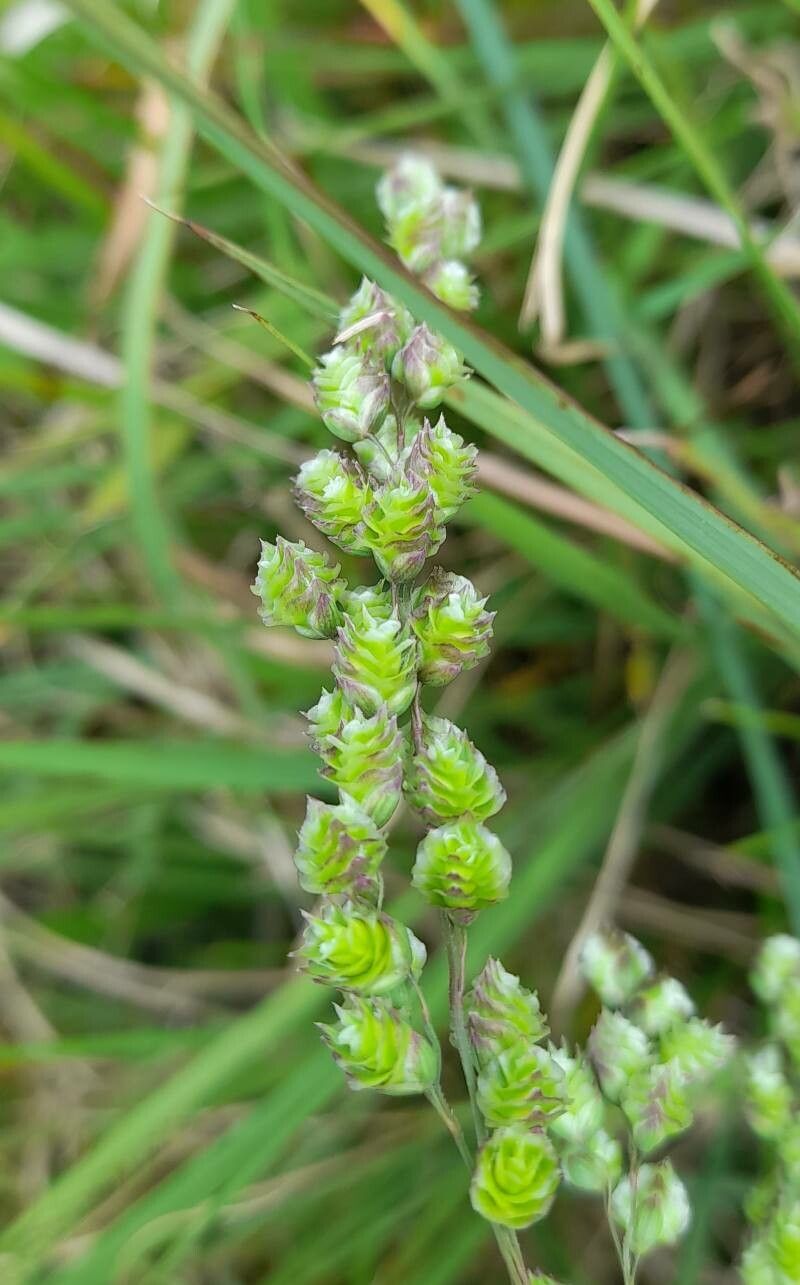 Chascolytrum subaristatum fruit