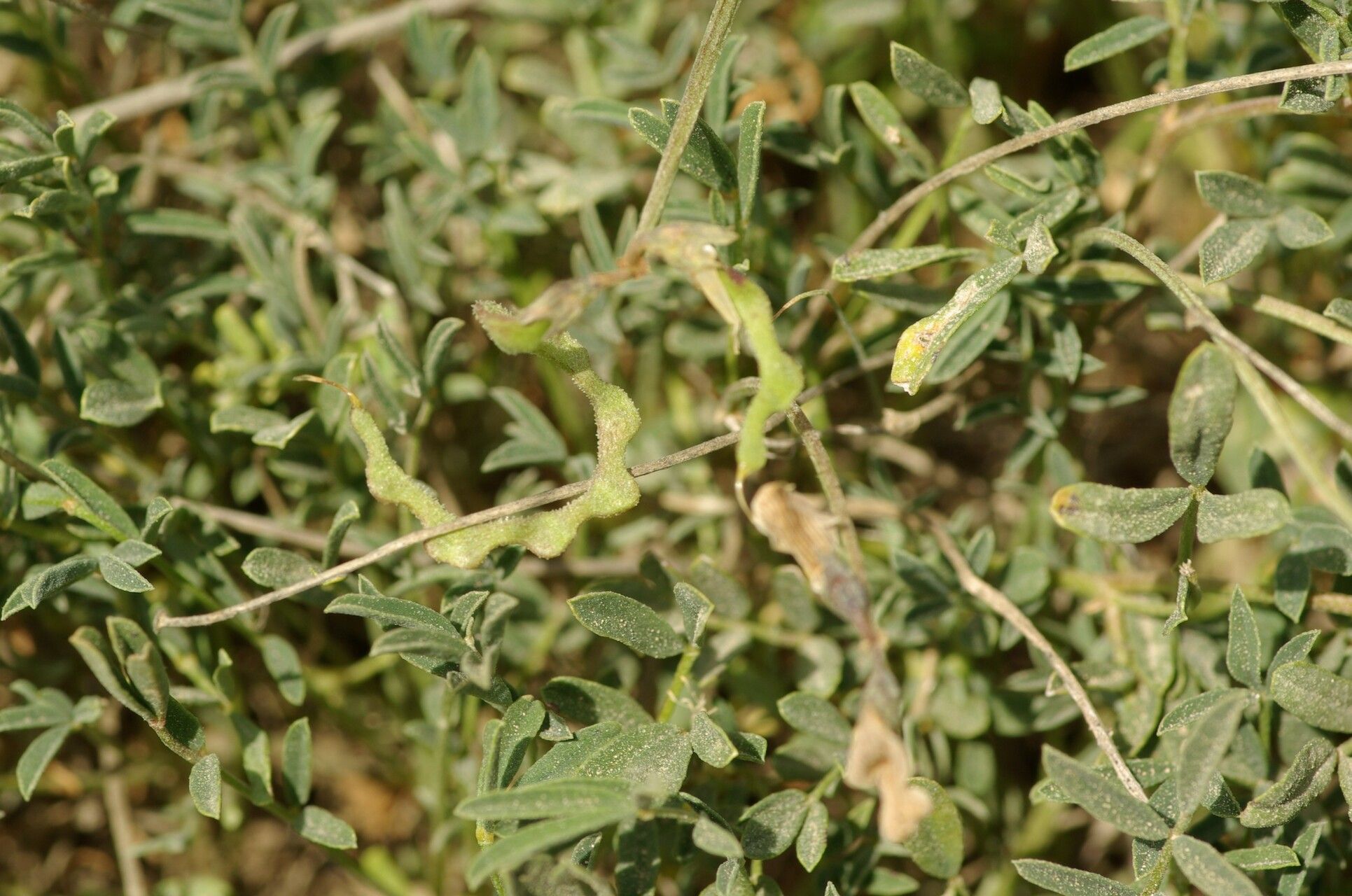 Hippocrepis valentina fruit