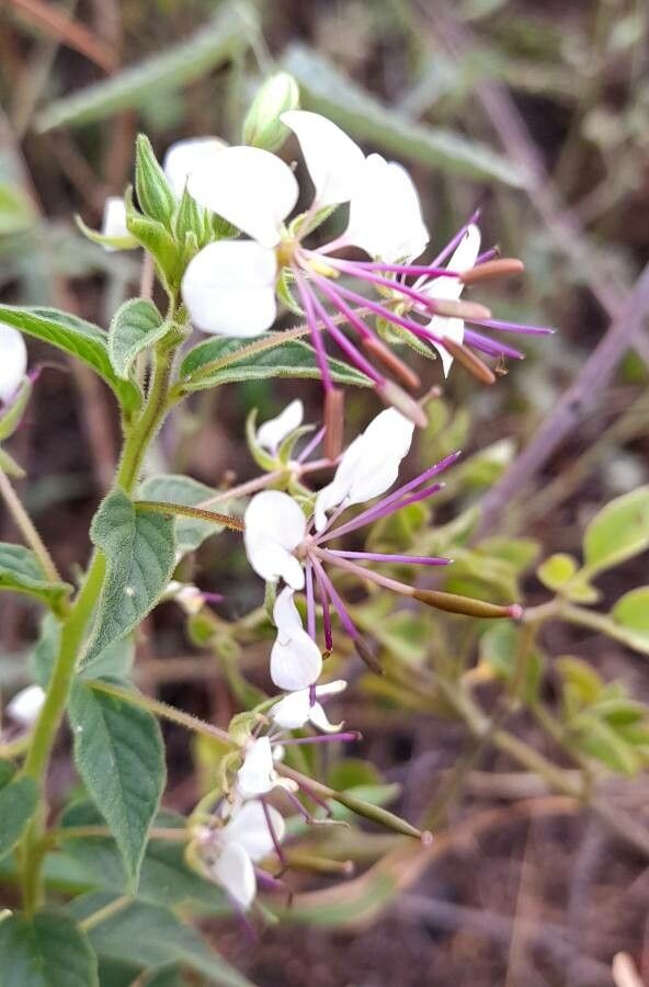 Cleome cordobensis flower