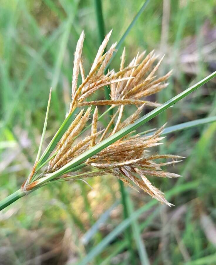 Cyperus articulatus flower