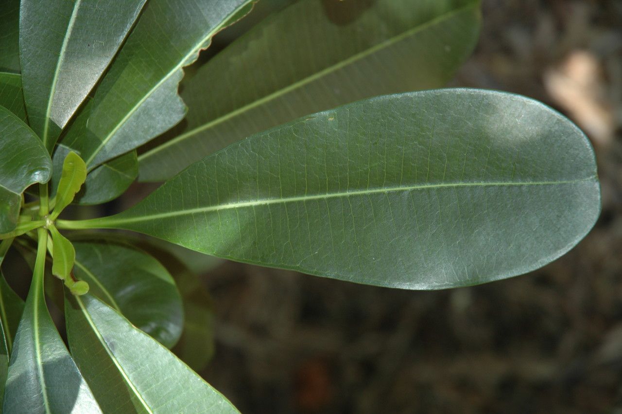 Ochrosia elliptica — search result for 'Indonesia'