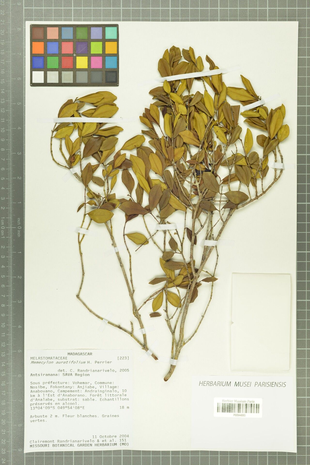 Memecylon auratifolium — search result for 'Memecylon'