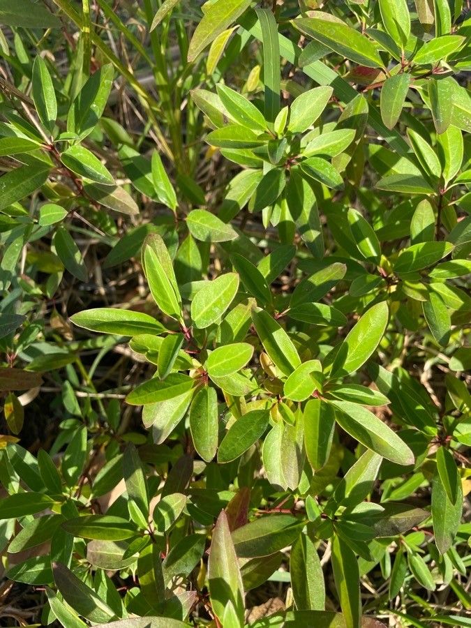 Galphimia gracilis — search result for 'Malpighiaceae'